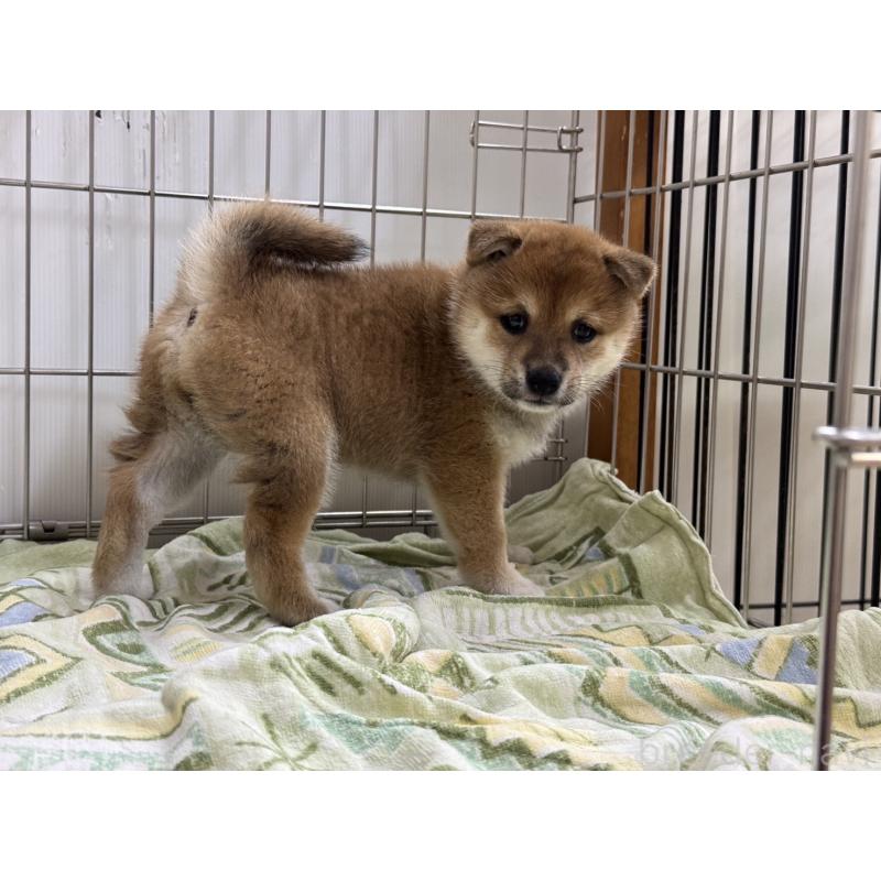 販売中の岡山県の豆柴-405340の4枚目