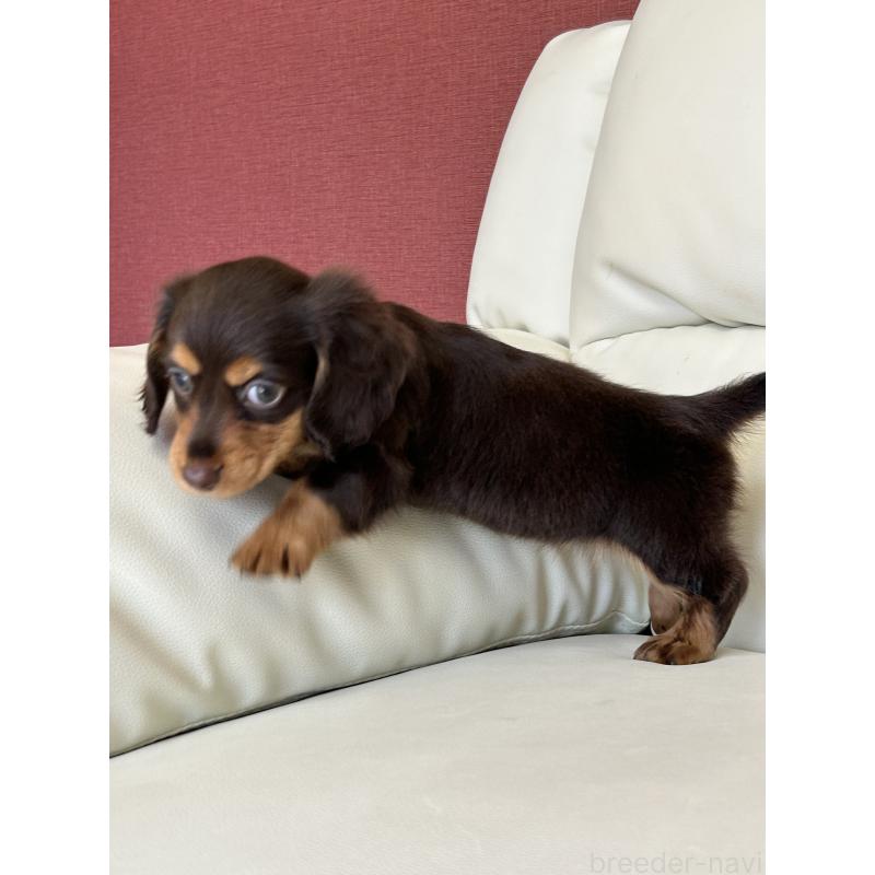 成約済の滋賀県のミニチュアダックスフンド(ロングヘアード)-404471の4枚目