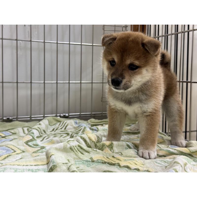 販売中の岡山県の豆柴-405340の3枚目