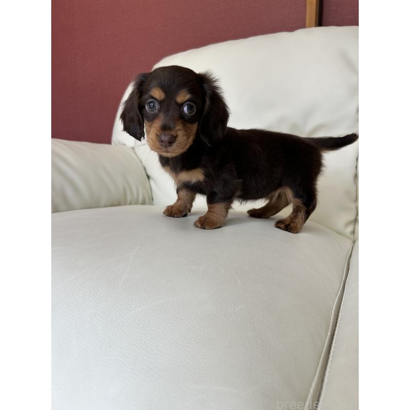 成約済の滋賀県のミニチュアダックスフンド(ロングヘアード)-404471の3枚目