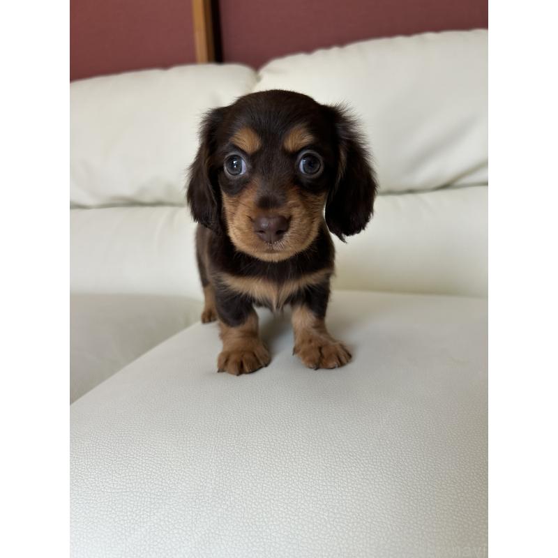 成約済の滋賀県のミニチュアダックスフンド(ロングヘアード)-404471の2枚目