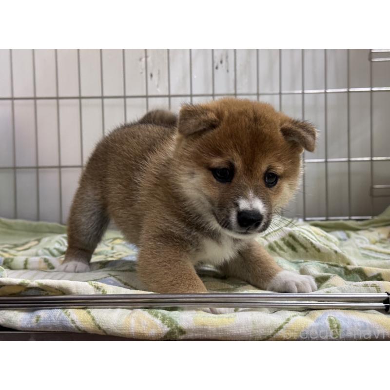 販売中の岡山県の豆柴-405343の4枚目