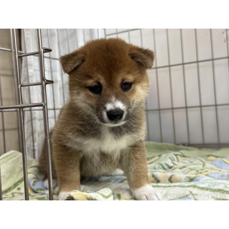 販売中の岡山県の豆柴-405343の2枚目
