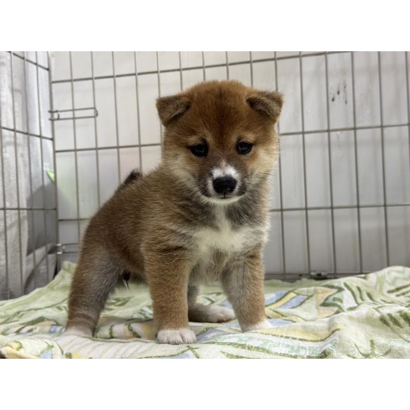 販売中の岡山県の豆柴-405343の1枚目