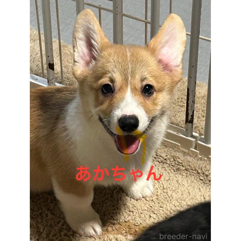 販売中の茨城県のウェルシュコーギーペンブローク-398502の2枚目