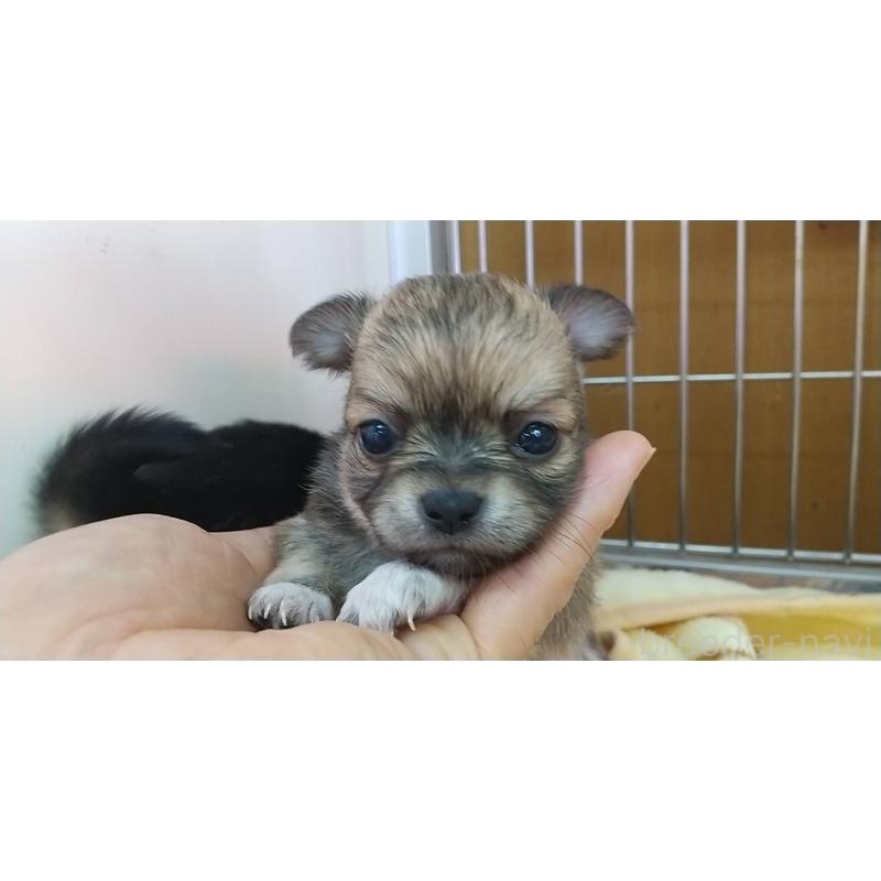 販売中の愛知県のチワワ(ロングコート)-400718