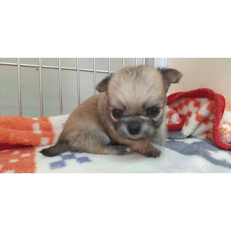 販売中の愛知県のチワワ(ロングコート)-400710