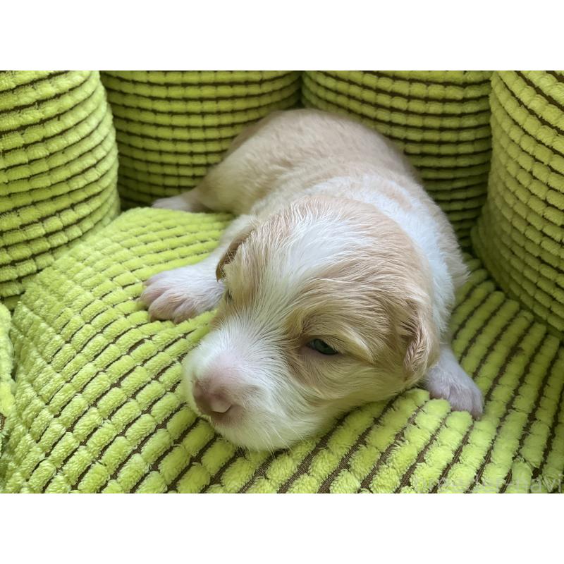 成約済の千葉県のボーダーコリー-403729の2枚目