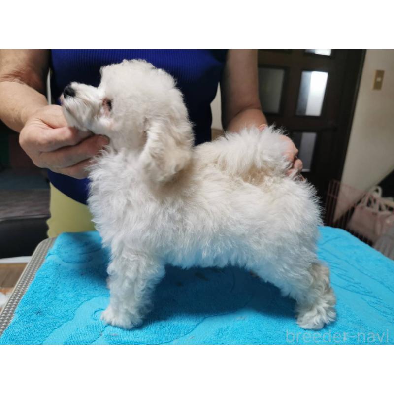販売中の神奈川県のティーカッププードル-405350の3枚目