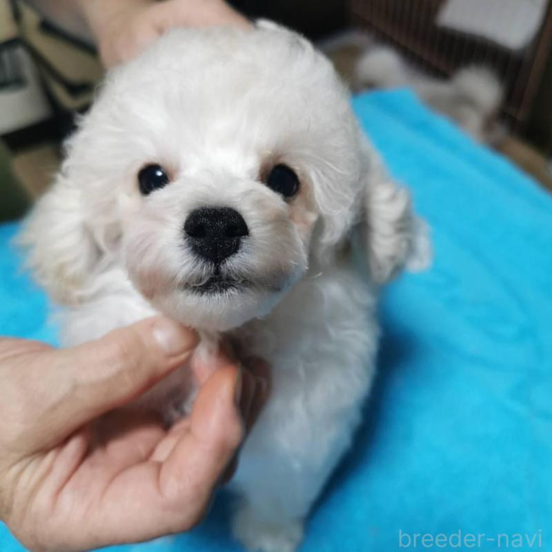 販売中の神奈川県のティーカッププードル-405350