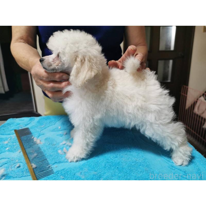 販売中の神奈川県のティーカッププードル-405351の5枚目