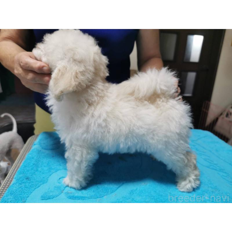 販売中の神奈川県のティーカッププードル-405351の4枚目