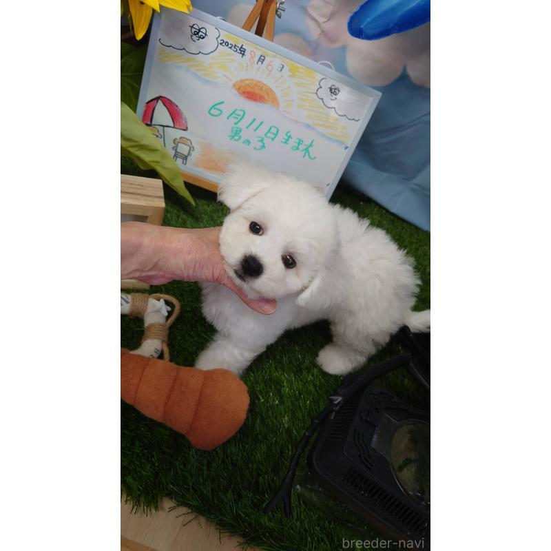 販売中の京都府のビションフリーゼ-405358の12枚目