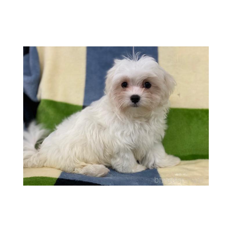 販売中の長野県のマルチーズ-405359の1枚目