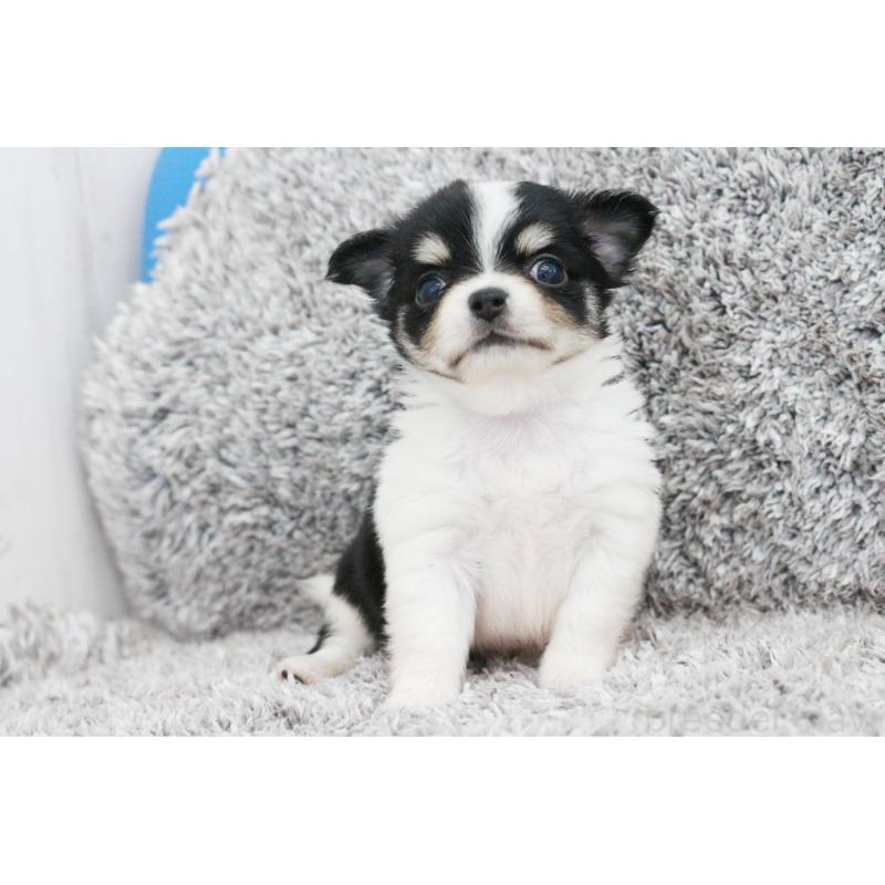 成約済の京都府のチワワ(ロングコート)-402492の6枚目