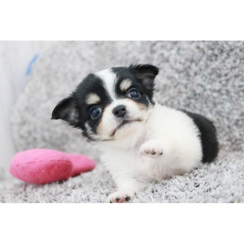 成約済の京都府のチワワ(ロングコート)-402492の5枚目