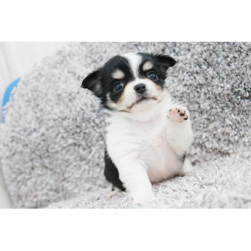 成約済の京都府のチワワ(ロングコート)-402492の3枚目