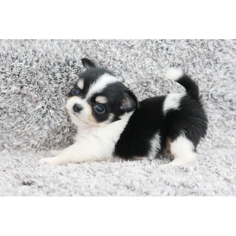 成約済の京都府のチワワ(ロングコート)-402492の2枚目