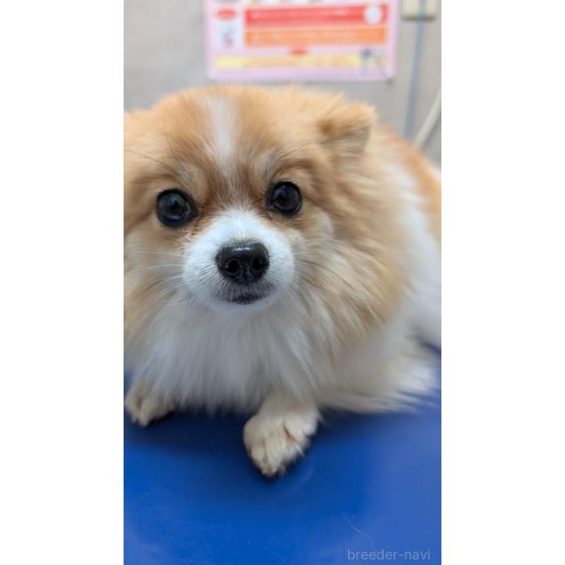 ぱんだちゃん1枚目