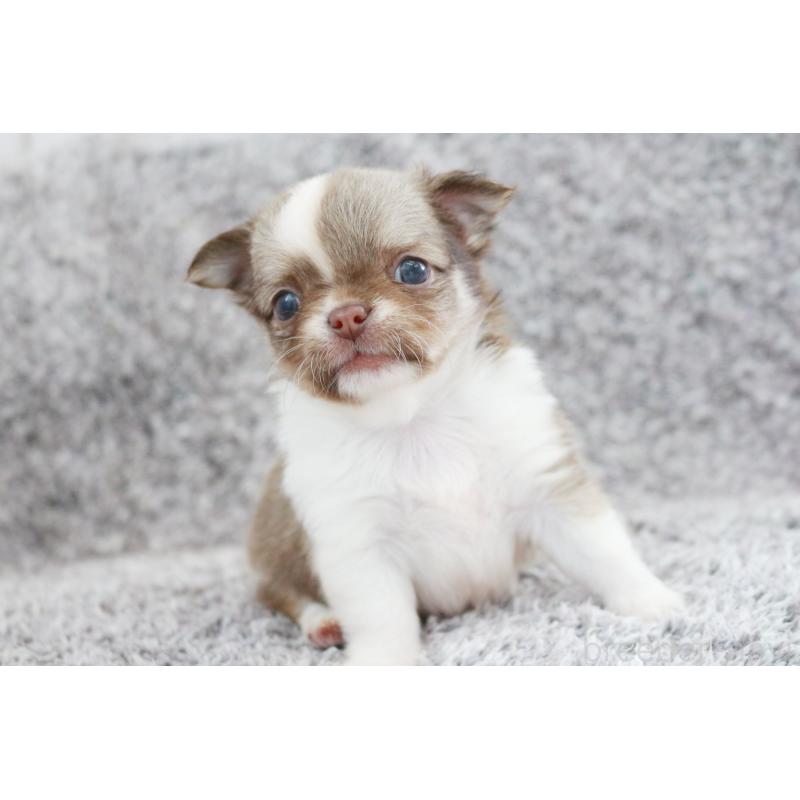 成約済の京都府のチワワ(ロングコート)-402495の7枚目