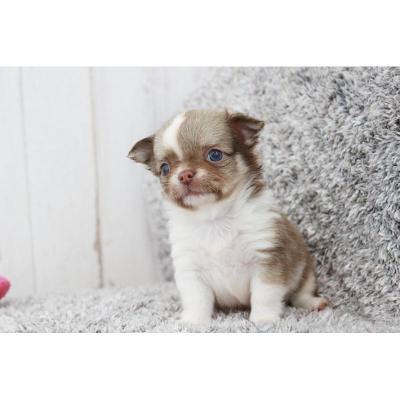 成約済の京都府のチワワ(ロングコート)-402495の6枚目