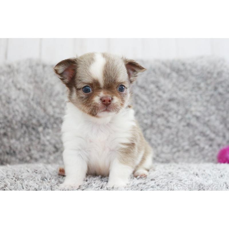 成約済の京都府のチワワ(ロングコート)-402495の5枚目