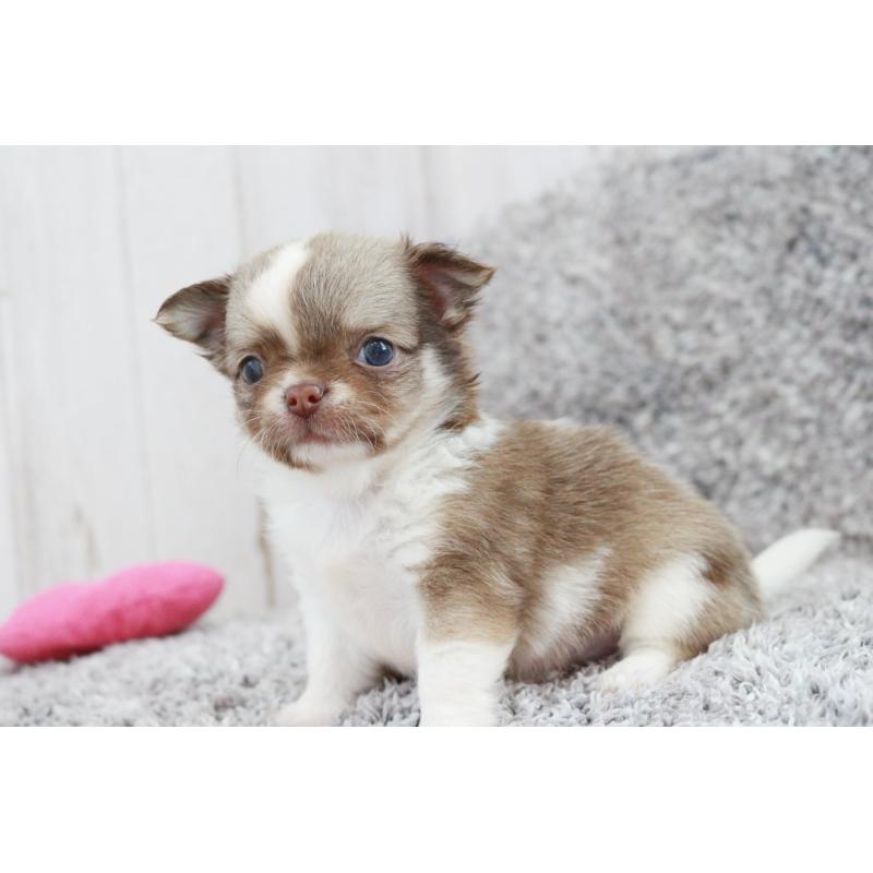 成約済の京都府のチワワ(ロングコート)-402495の4枚目