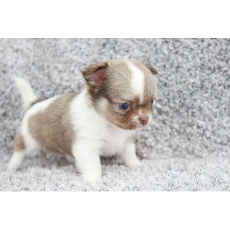 成約済の京都府のチワワ(ロングコート)-402495の3枚目