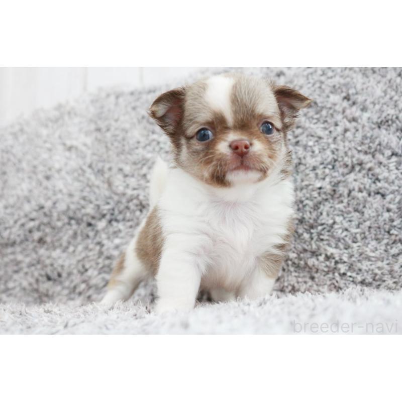 成約済の京都府のチワワ(ロングコート)-402495の2枚目