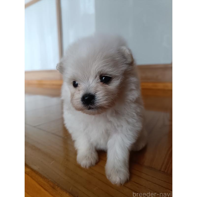 販売中の岩手県のミックス犬-405391の5枚目