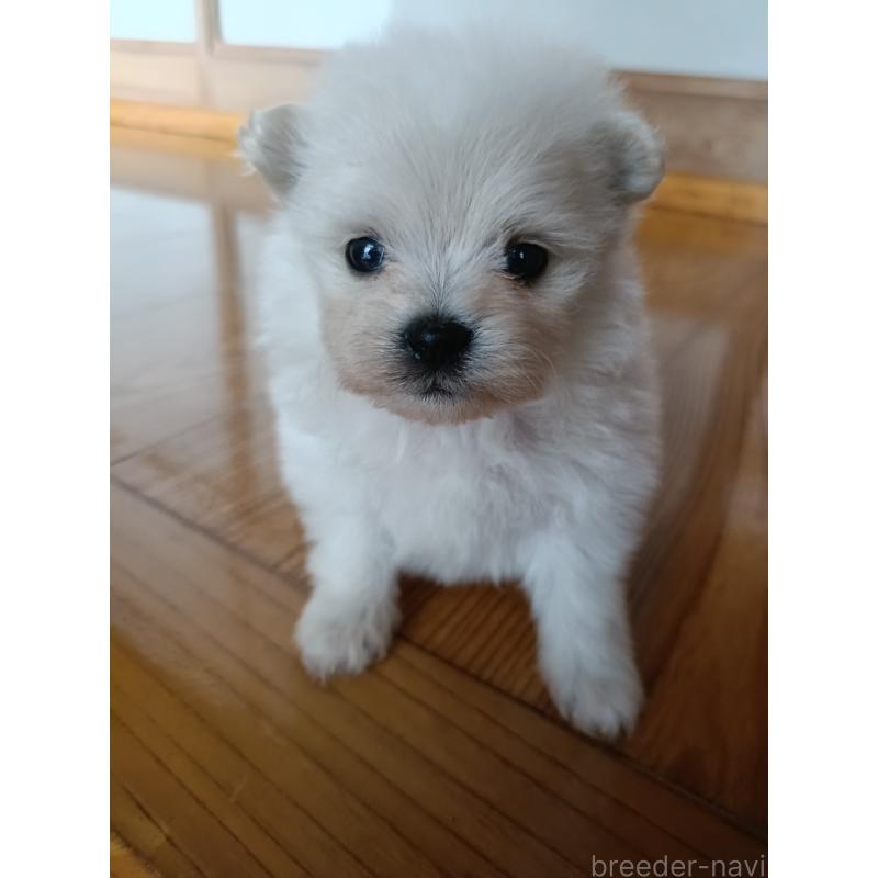 販売中の岩手県のミックス犬-405391の4枚目