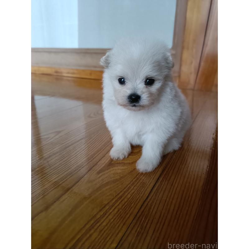 販売中の岩手県のミックス犬-405391の3枚目