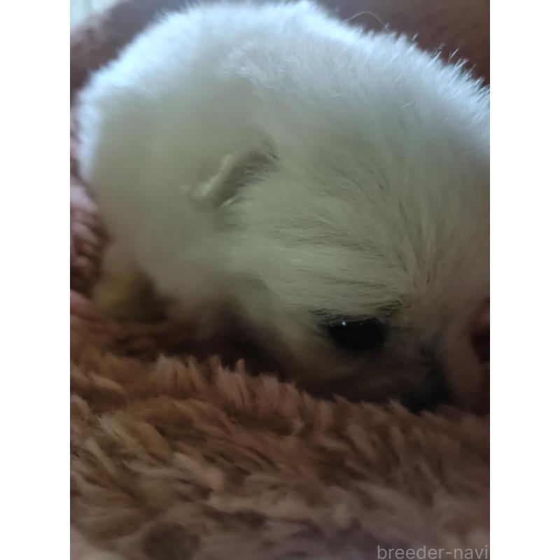 販売中の岩手県のミックス犬-405391の2枚目