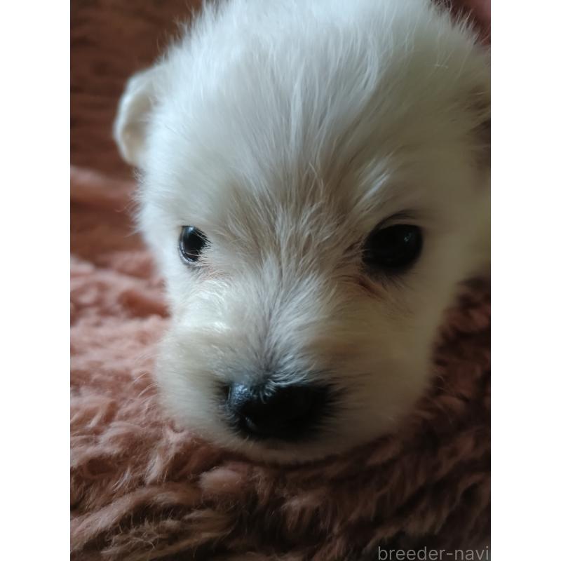 販売中の岩手県のミックス犬-405405の5枚目