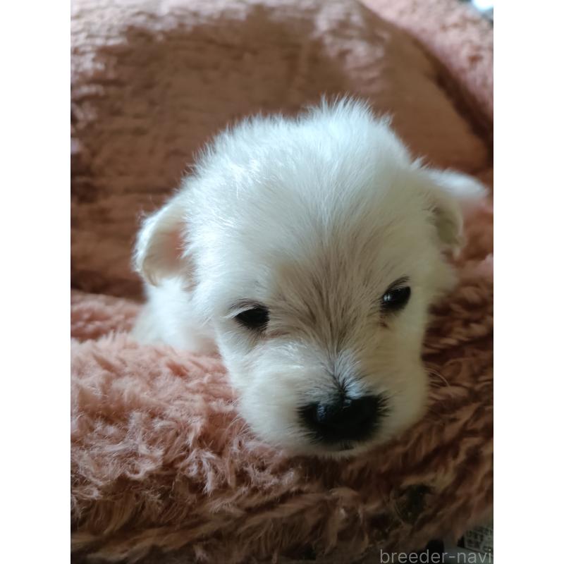 販売中の岩手県のミックス犬-405405の4枚目