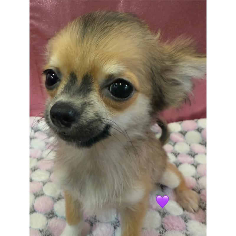 販売中の愛知県のチワワ(ロングコート)-390419