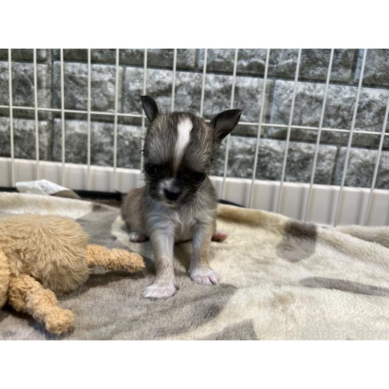販売中の埼玉県のチワワ(ロングコート)-405423の10枚目