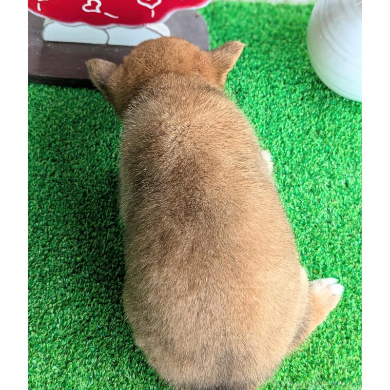 成約済の鹿児島県の豆柴-399046の3枚目