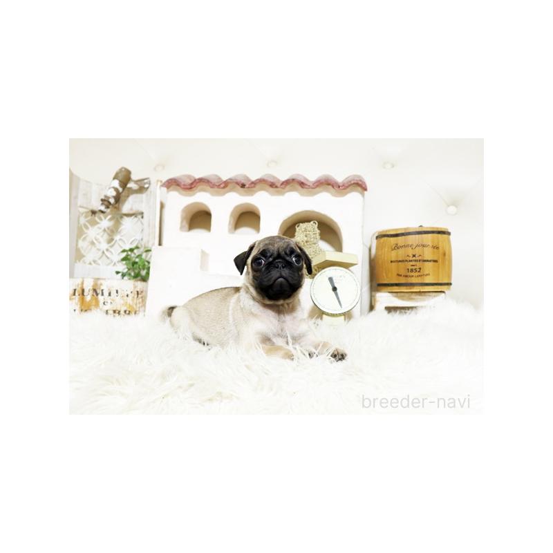 成約済の佐賀県のパグ-401153の3枚目