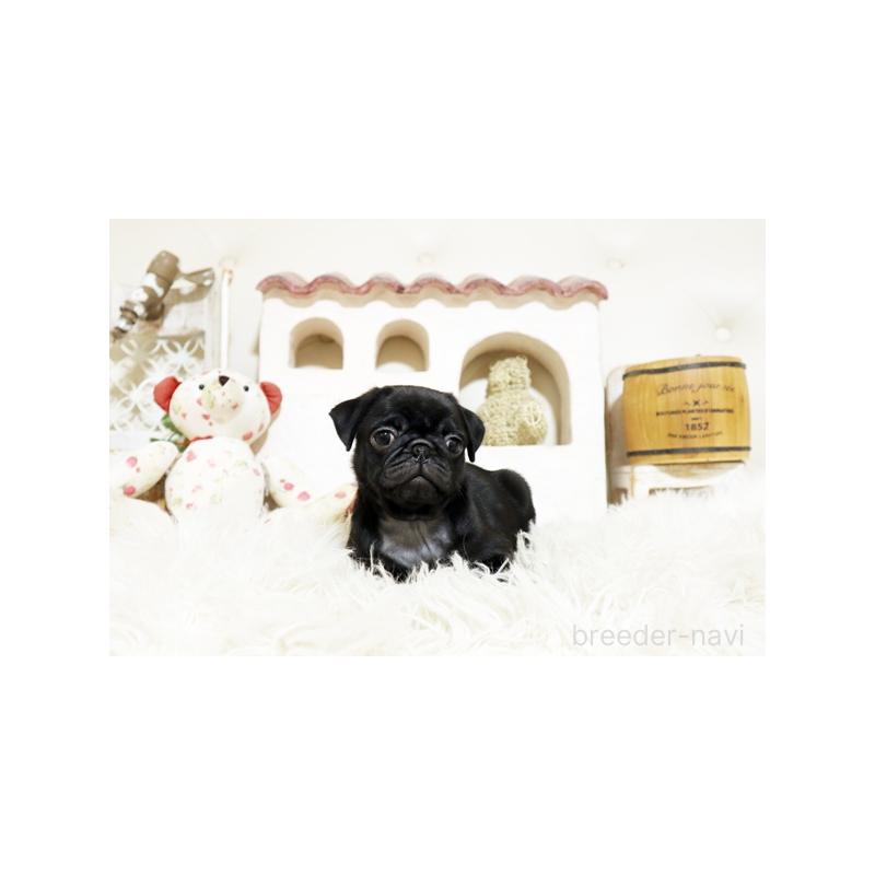 成約済の佐賀県のパグ-401154の3枚目