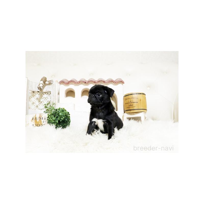 成約済の佐賀県のパグ-401155の3枚目