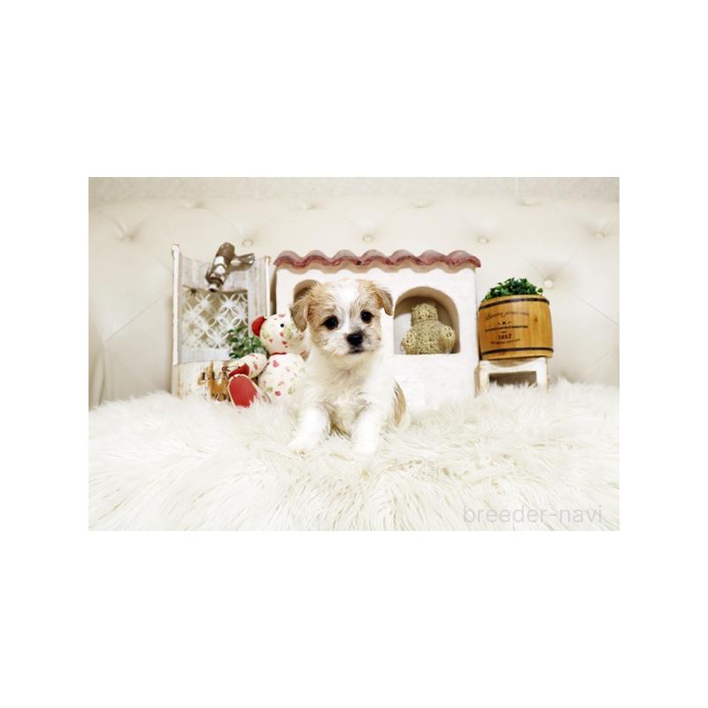 販売中の佐賀県のミックス犬-400930の5枚目