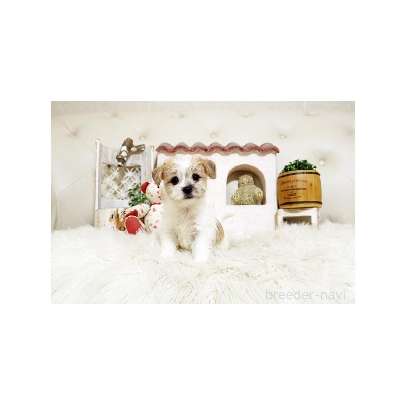 販売中の佐賀県のミックス犬-400930の4枚目