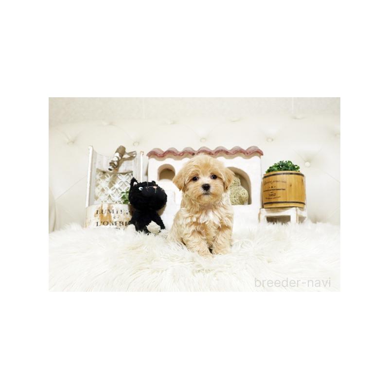 販売中の佐賀県のミックス犬-400989の5枚目