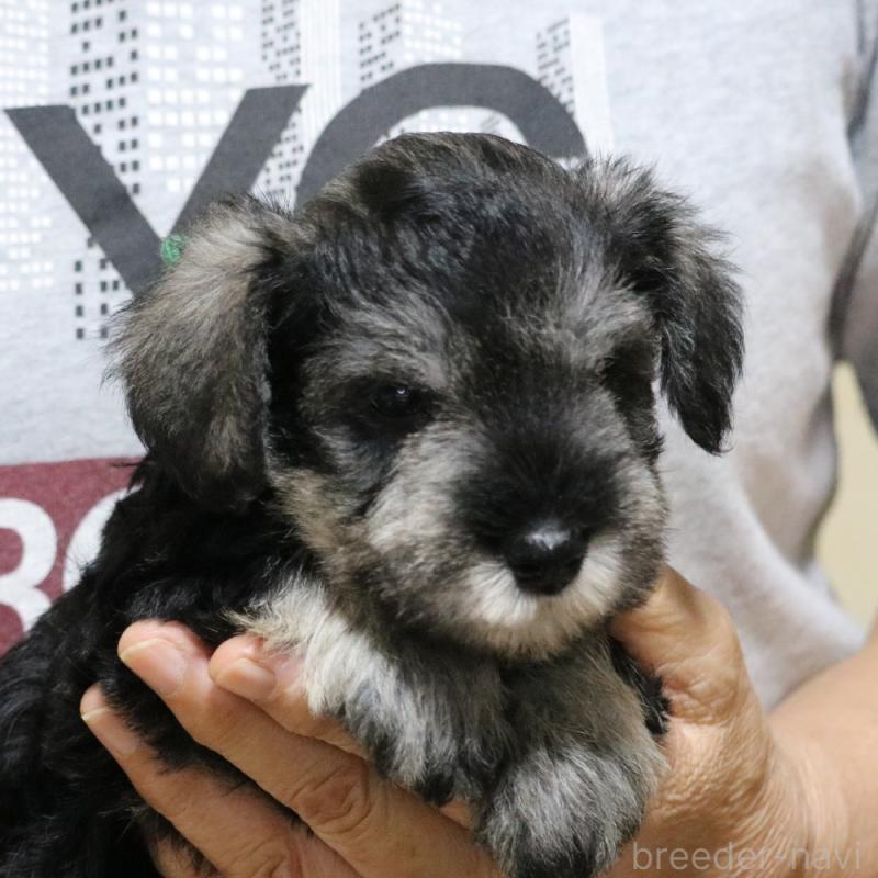 成約済の静岡県のミニチュアシュナウザー-402411の3枚目