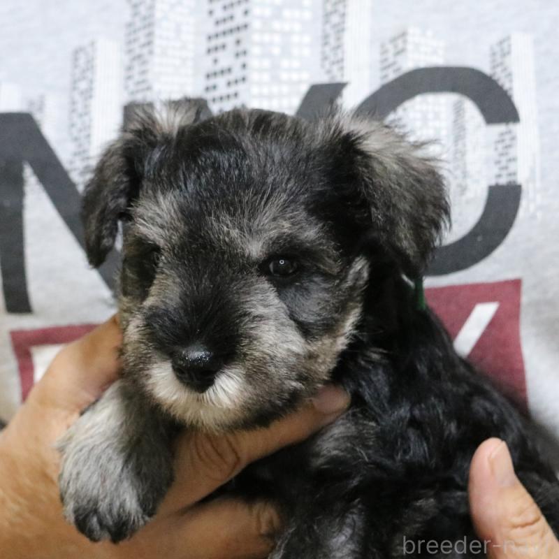 成約済の静岡県のミニチュアシュナウザー-402411の2枚目