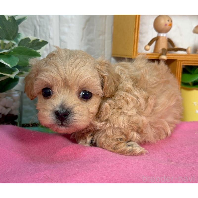 販売中の神奈川県のマルプー:マルチーズ×トイプードル-404086