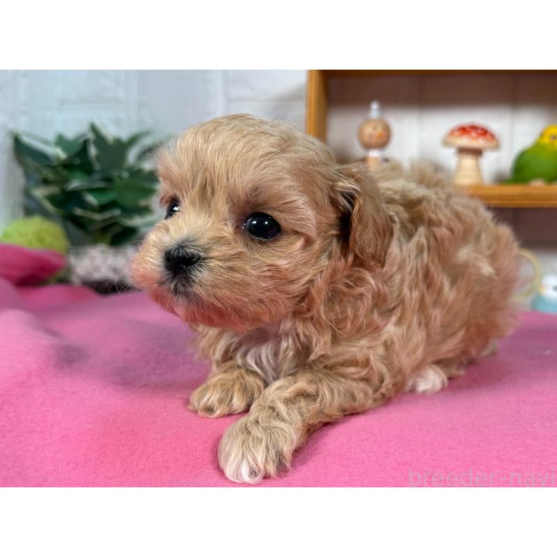 販売中の神奈川県のマルプー:マルチーズ×トイプードル-405477の2枚目