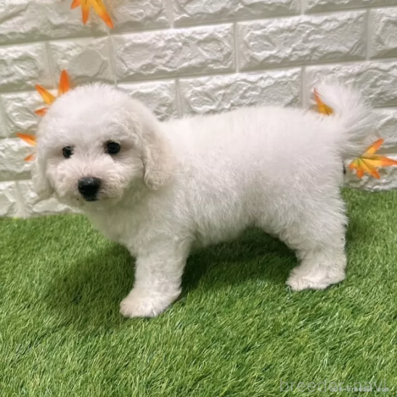 成約済の愛知県のビションフリーゼ-402645の5枚目