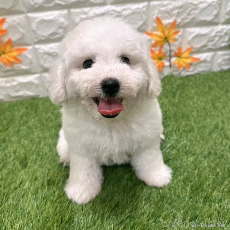 成約済の愛知県のビションフリーゼ-402645の3枚目